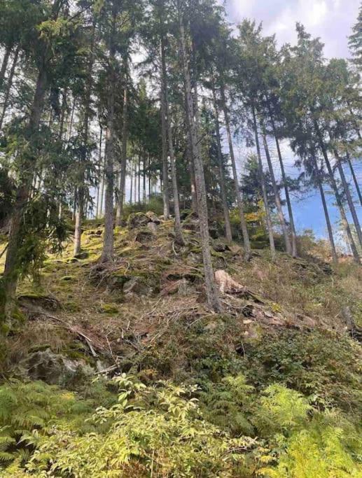Apartment Bergliebe I Balkon I Aufzug I Stellplatz Schwarzenberg  Kültér fotó
